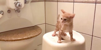 お風呂に大人しく入る子猫