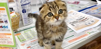 ペットショップで出会った子猫