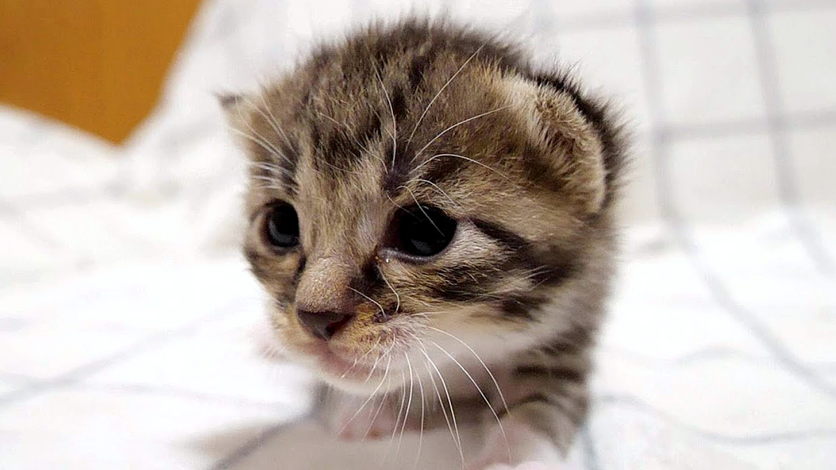 ピヨピヨ鳴く子猫