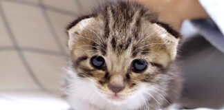 ミルクが飲みたい子猫