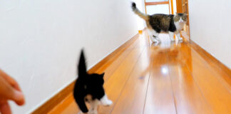 先住猫に突撃する子猫