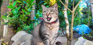 話しかけてきた猫
