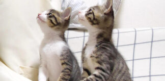 ご褒美ちゅ〜るに大興奮の子猫達