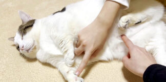 観察される猫