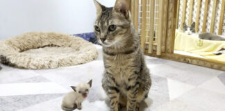 子猫と先住猫