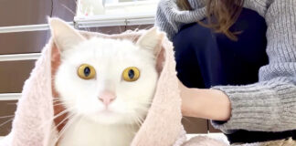 家の中で雨宿りする猫