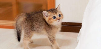 ベッドを取られた子猫