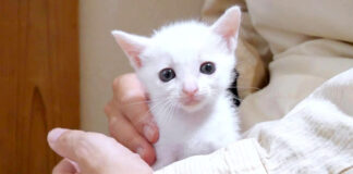 膝の上の子猫