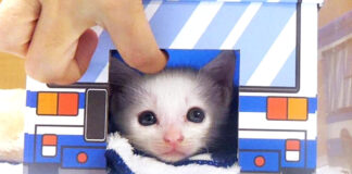 バスに立てこもる子猫