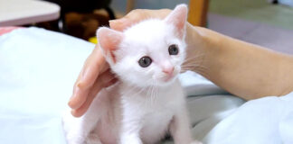 可愛い顔の子猫
