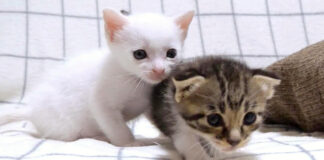 気になる子猫達