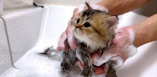 お風呂で洗われる子猫