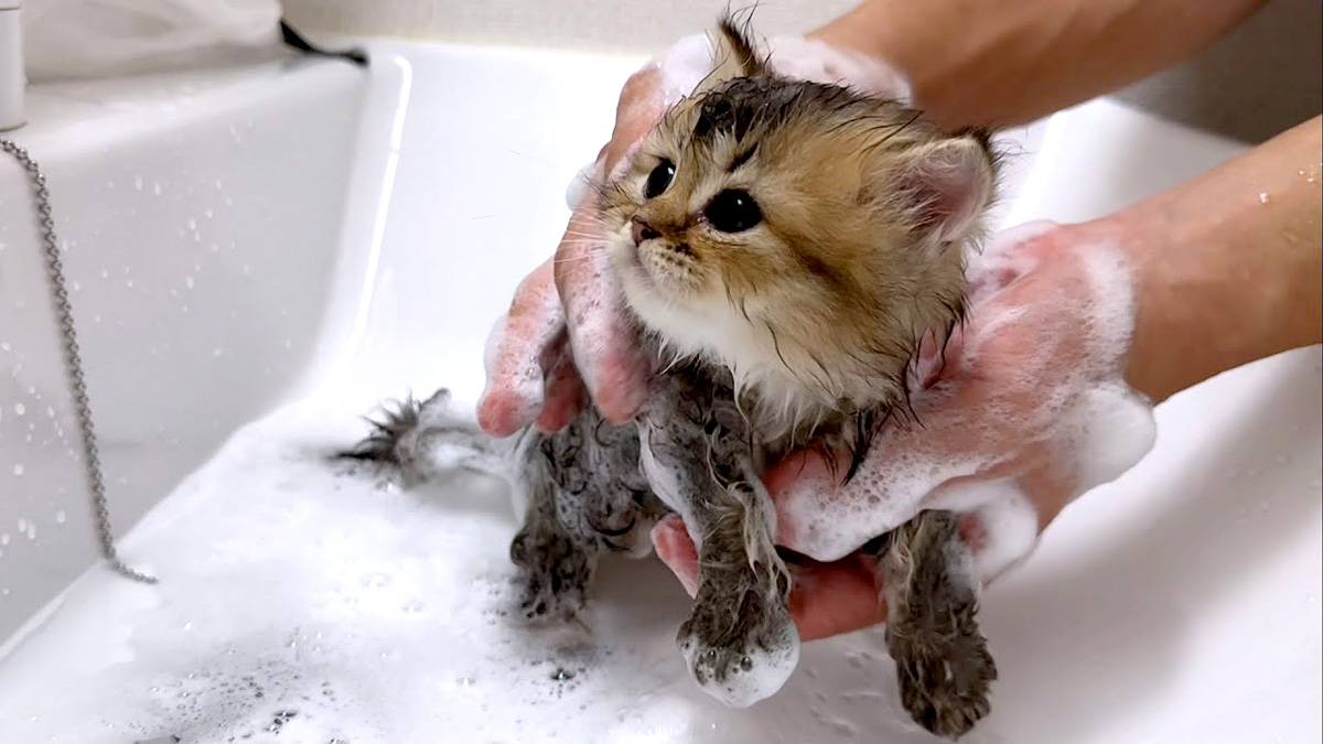 お風呂で洗われる子猫