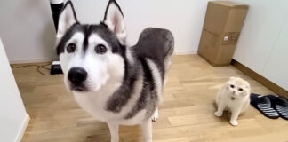 ハスキー犬と子猫