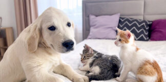 仲良しな子犬と子猫達