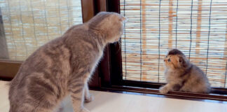 子猫を心配する母猫