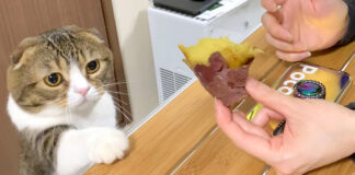 焼き芋が食べたい猫