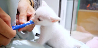 ちゅ〜るを食べる子猫