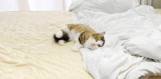ひとりぼっちになった猫