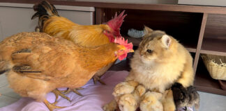 ニワトリと子猫