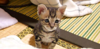 モジモジする子猫