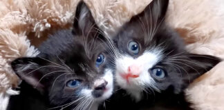 ビックリした子猫達