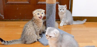 鳴く子猫達