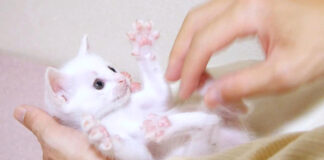 コチョコチョパーする子猫