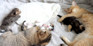 母猫と一緒に子育てする姉猫