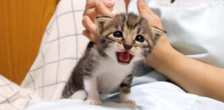 鳴く子猫