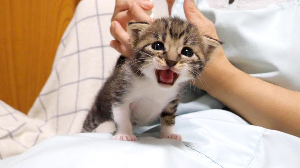ママを探して鳴いていた子猫。ついにママを見つけると、とっても可愛い