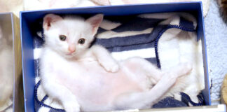ヘンテコポーズの子猫