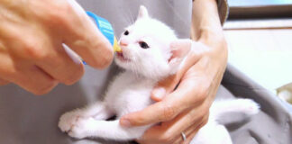 ミルクを飲む子猫