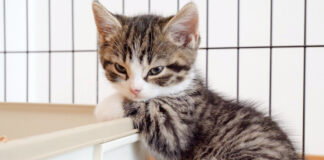 寝落ちしそうな子猫