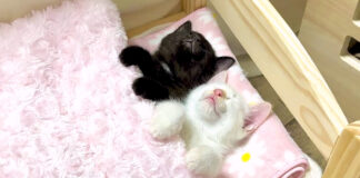 ベッドで眠る子猫達