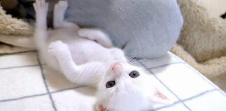 寝起きの子猫