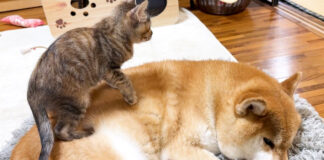柴犬に乗る子猫