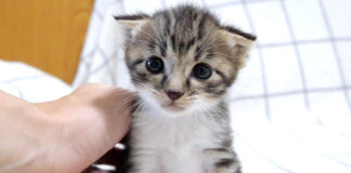 育ち盛りの子猫