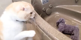 犬が溺れてると勘違いした猫