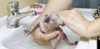 お風呂に入る子猫
