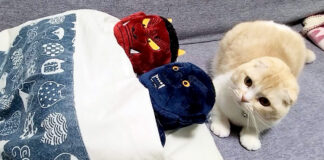 布団を取られた猫
