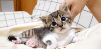 膝の上で甘える子猫