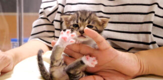 膝の上の子猫