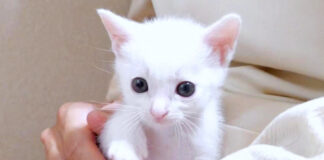 歩き回る子猫