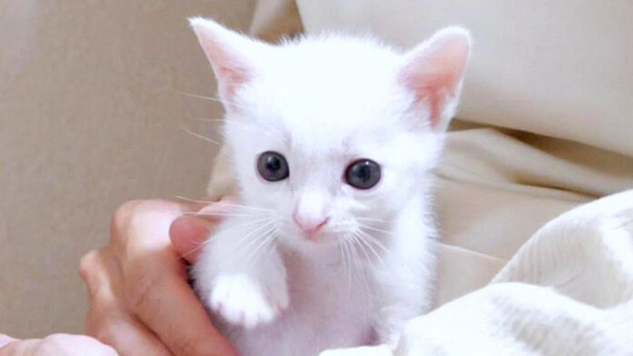 歩き回る子猫