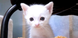 トイレの訓練をする子猫