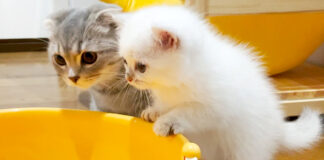 トイレが気になる子猫