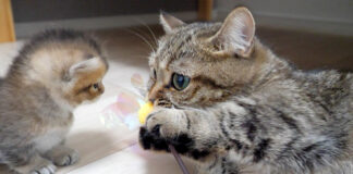 オモチャの遊び方を教える母猫