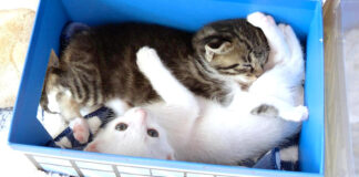 寄り添う子猫達