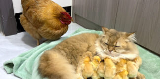 ヒヨコを世話する子猫